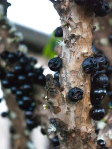 cropped-jabuticaba-5324877-1920.jpg