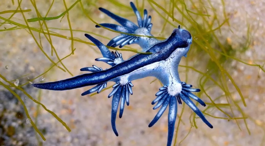 O Dragão Azul (Glaucus atlanticus)