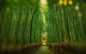 O Labirinto De Bambu Em Parma