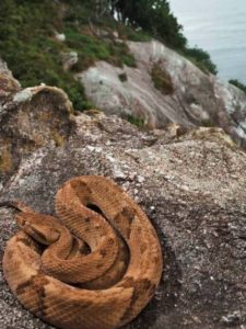 Ilha das Cobras