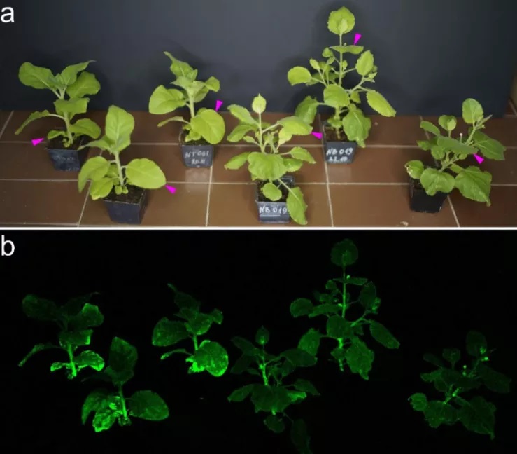 Plantas bioluminescentes