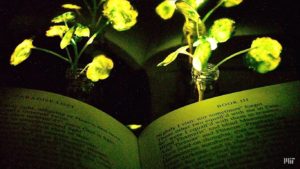 Plantas bioluminescentes