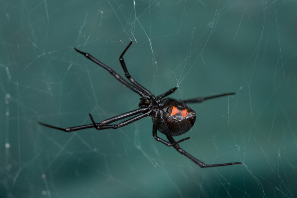 Aranha Viúva Negra