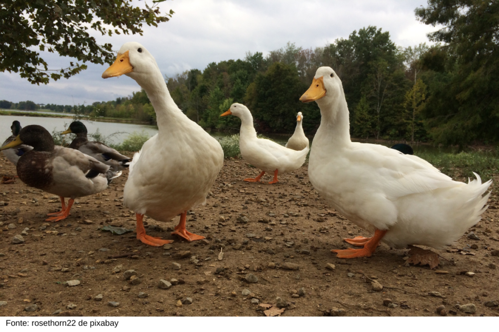 foie gras