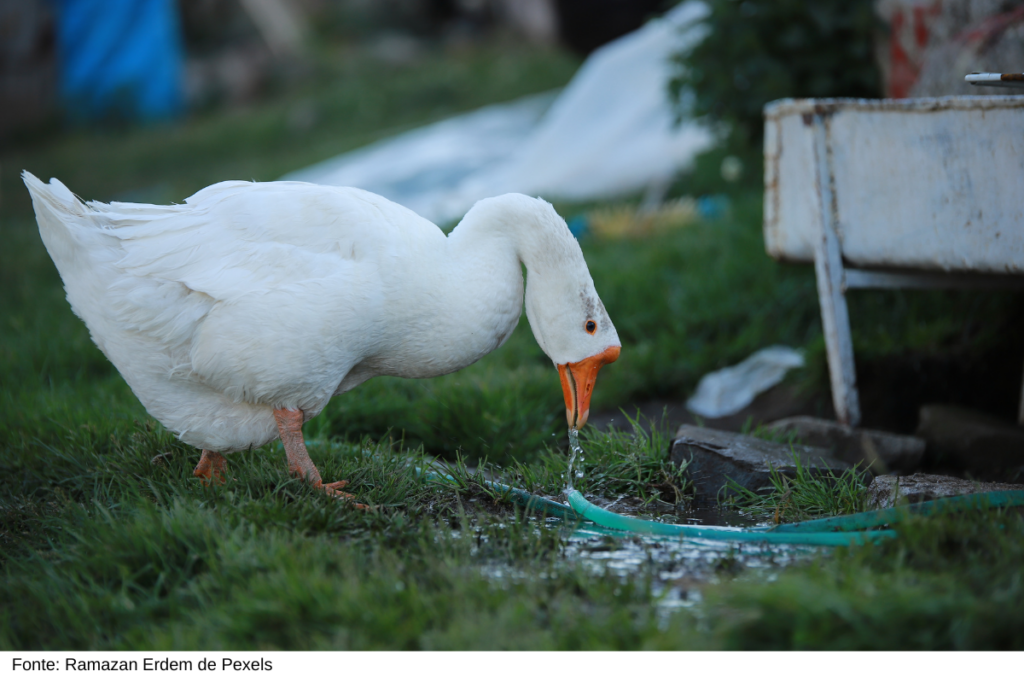 foie gras