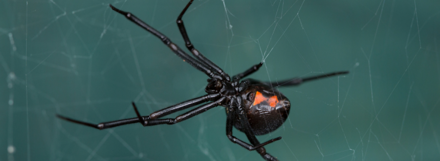 Aranha Viúva Negra
