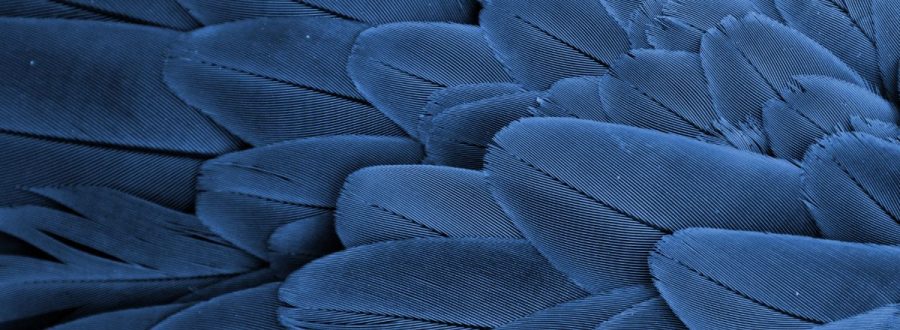 Cor Azul: A Cor mais Misteriosa Da Natureza