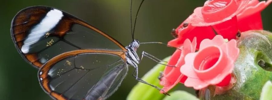 Borboleta Greta Oto