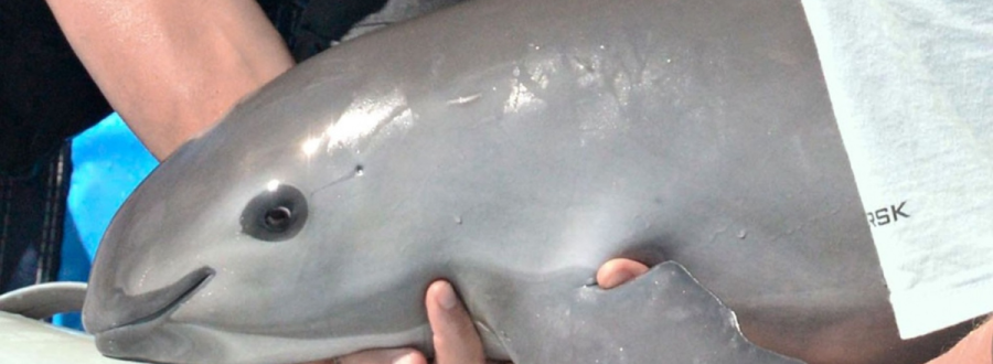 Vaquita
