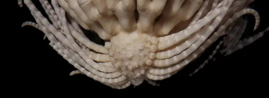 Estrela Antártica de Penas de Morango