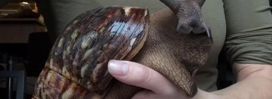 caramujo-gigante-africano