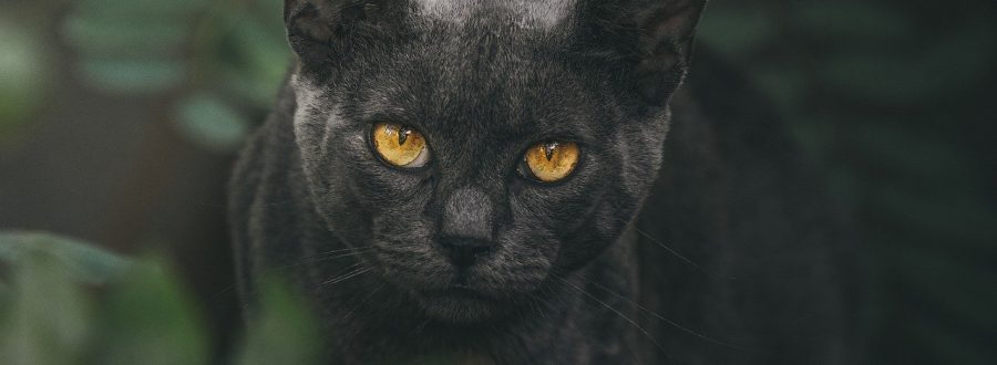 Gatos Egípcios: Saiba o Motiva da Adoração no Antigo Egito