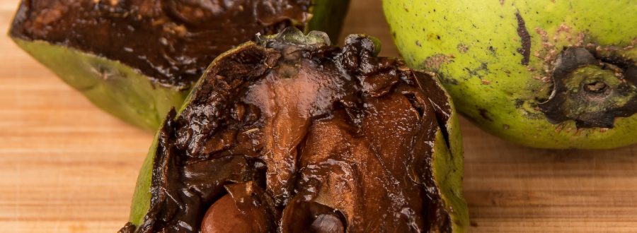 Fruta Pudim de chocolate delicie-se com esse sabor