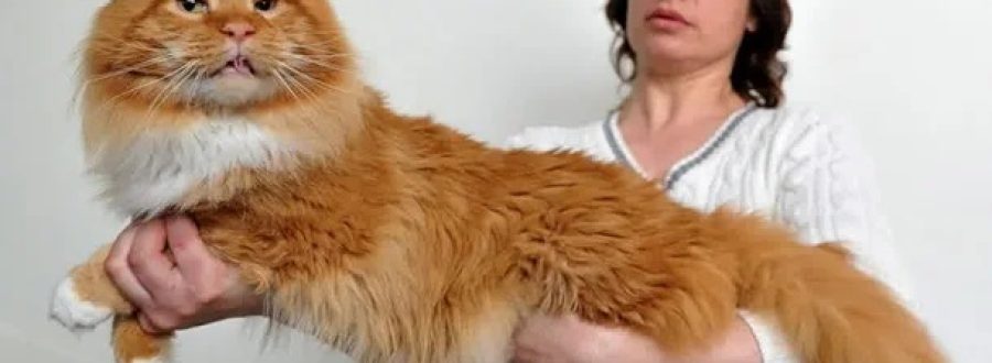Maine Coon