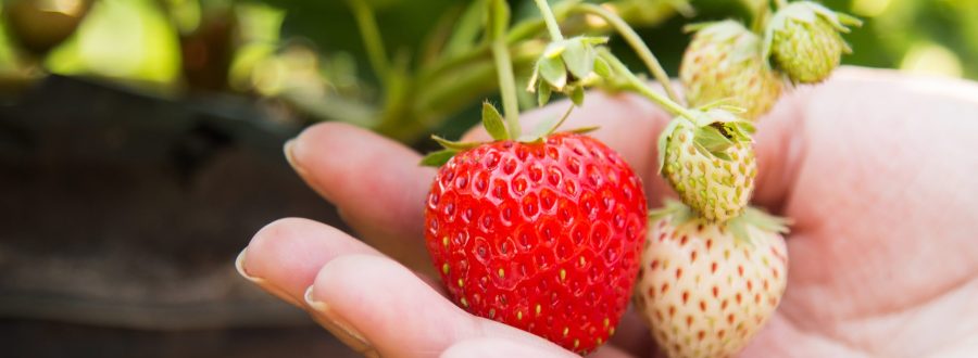 Pineberry Ou Morango Abacaxi
