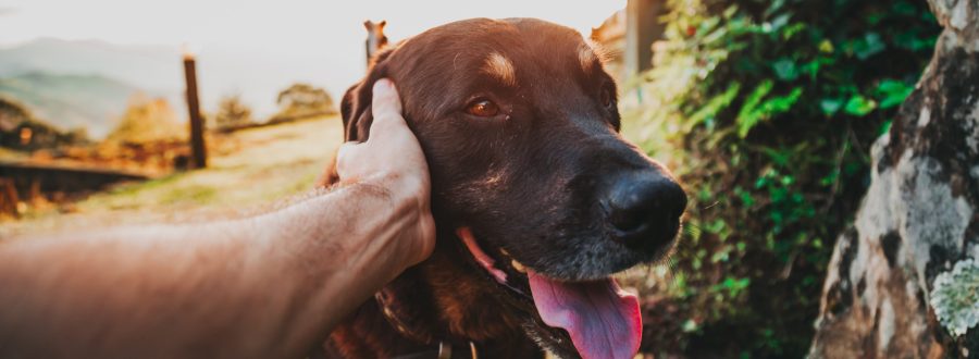 Cachorros Sabem Identificar Pessoas Não Confiáveis