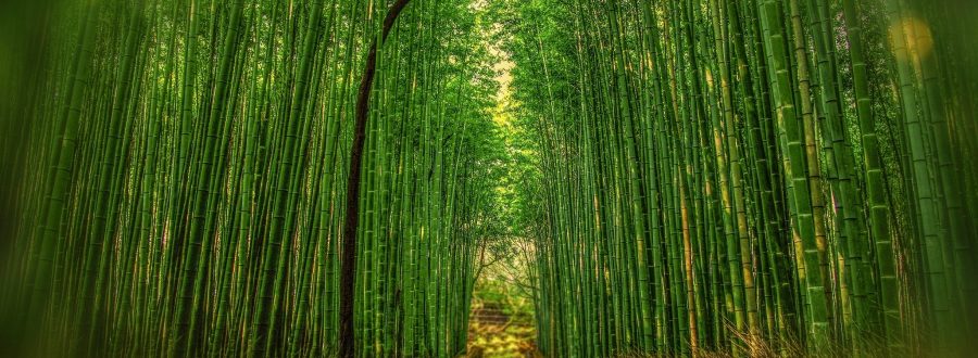 O Labirinto De Bambu Em Parma