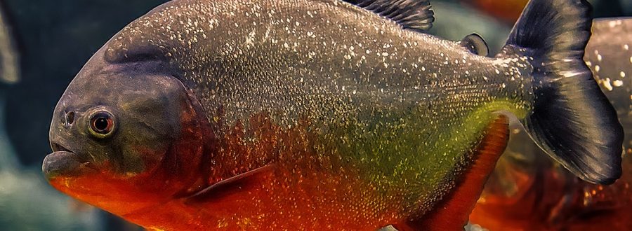 piranhas