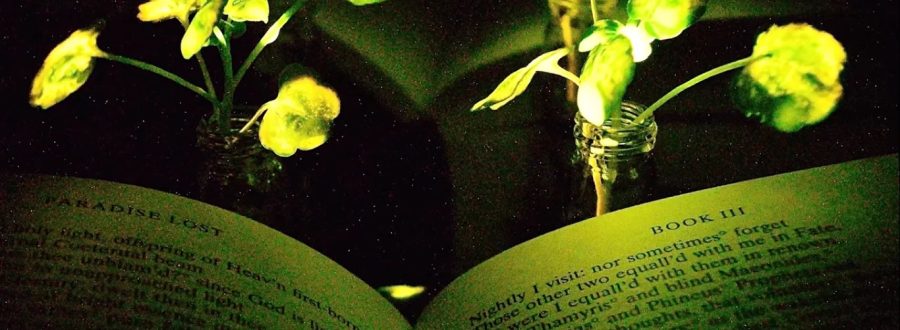 Plantas bioluminescentes