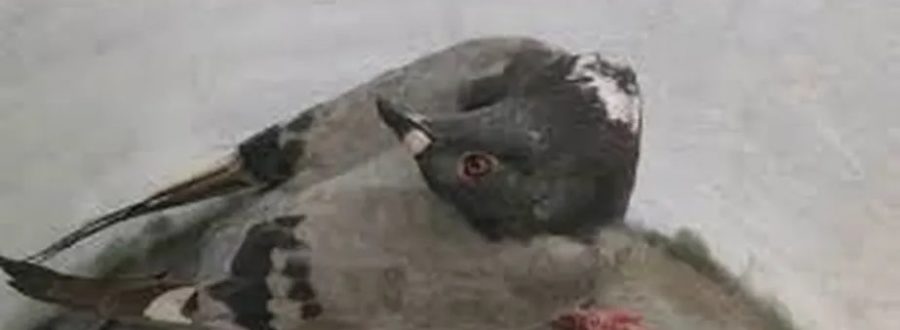 pombo zumbi04