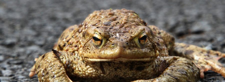 Sapo