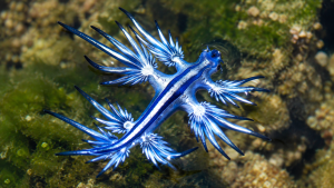 Dragão-azul Glaucus atlanticus com corpo azul-prateado e cerata distribuídos lateralmente.