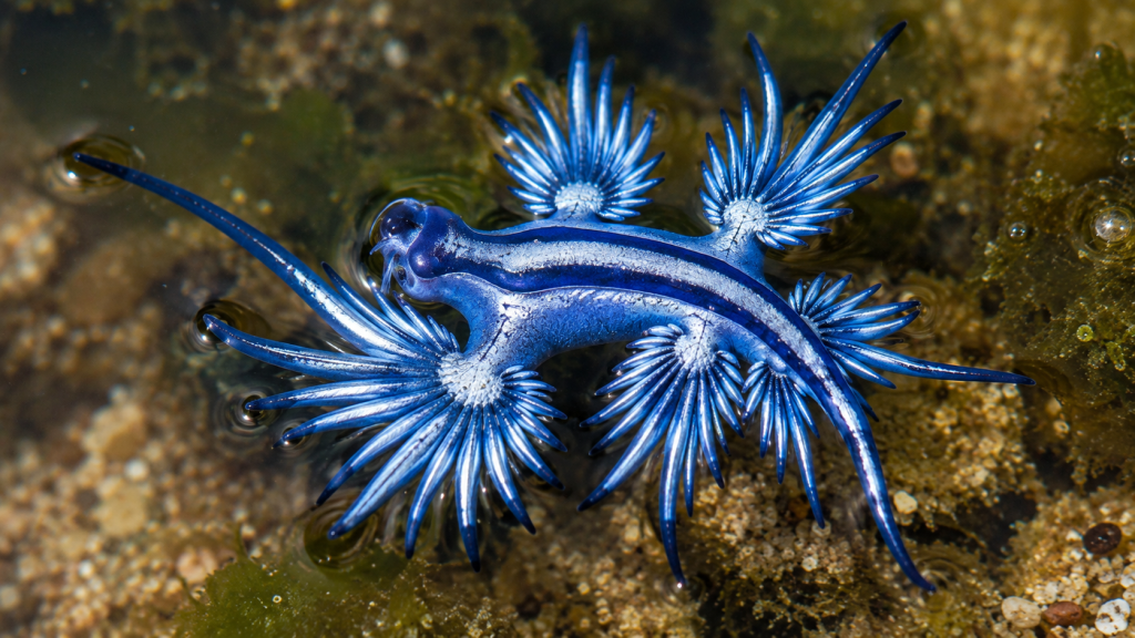 Dragão-azul em close com cerata azulados distribuídos ao longo do corpo.