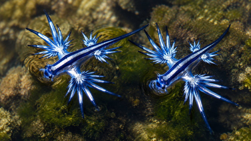 Dois exemplares de dragão-azul próximos um do outro em água rasa.