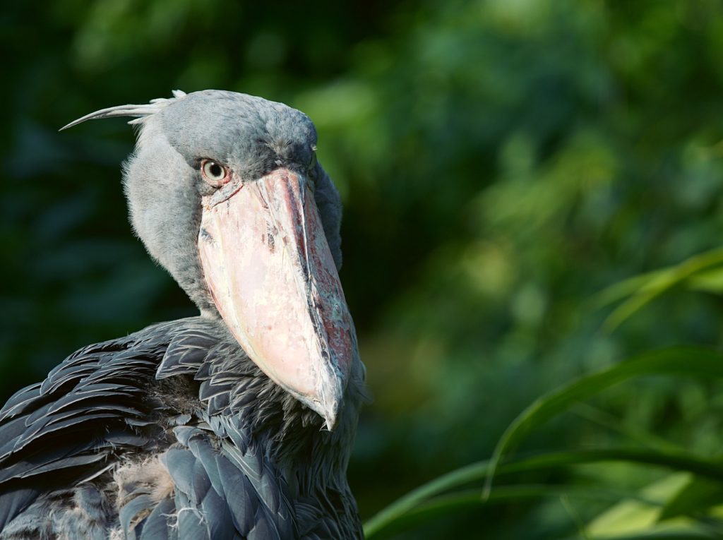 Cegonha-Bico-De-Sapato