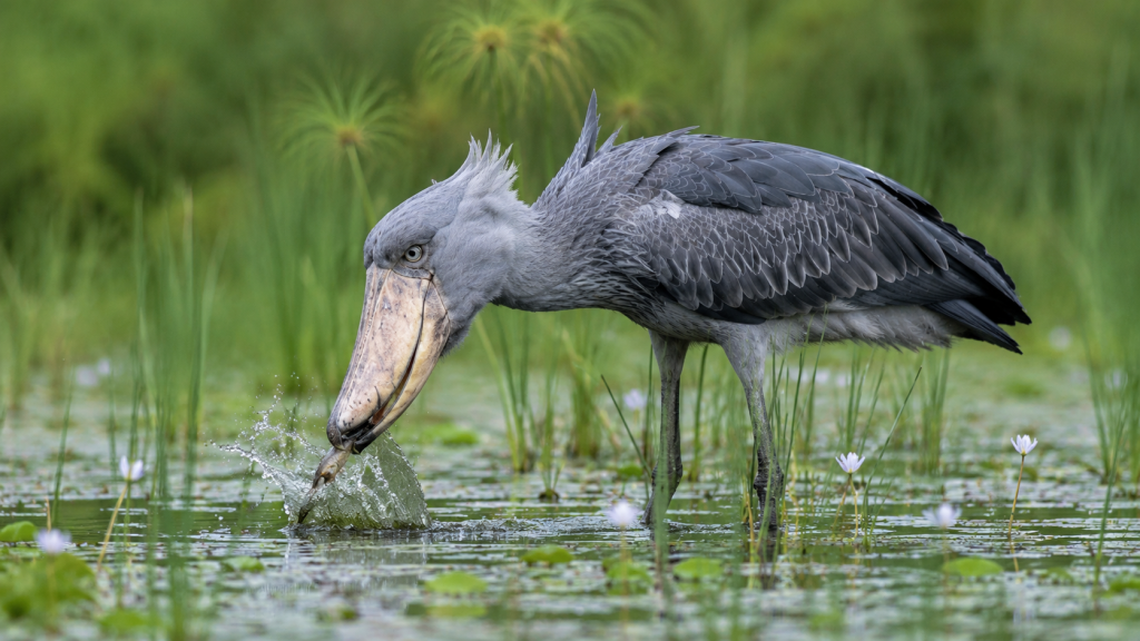 Bico-de-sapato capturando peixe com o grande bico em água rasa de um pântano.