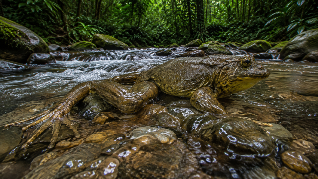 Sapo-golias em água rasa entre pedras de um rio cercado por floresta tropical.