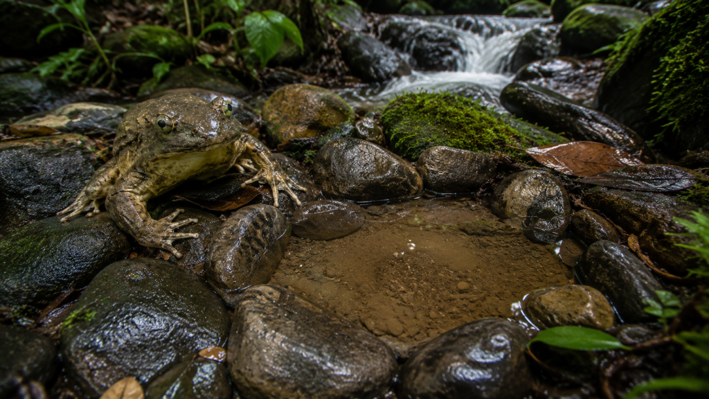 Representação de sapo-golias ao lado de pequena depressão com água cercada por pedras.
