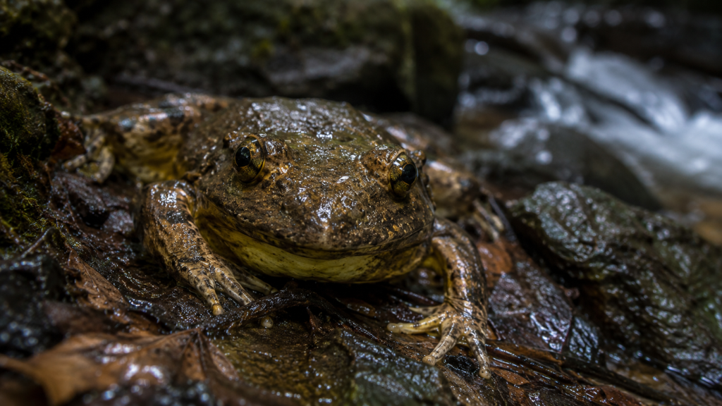 Sapo-golias em ambiente úmido e sombreado próximo a um curso d'água na floresta.