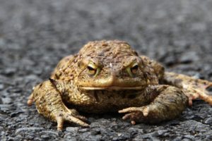 Sapo