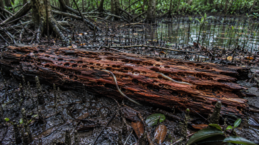 Tronco perfurado por turus sobre o solo lodoso entre árvores e raízes de mangue.