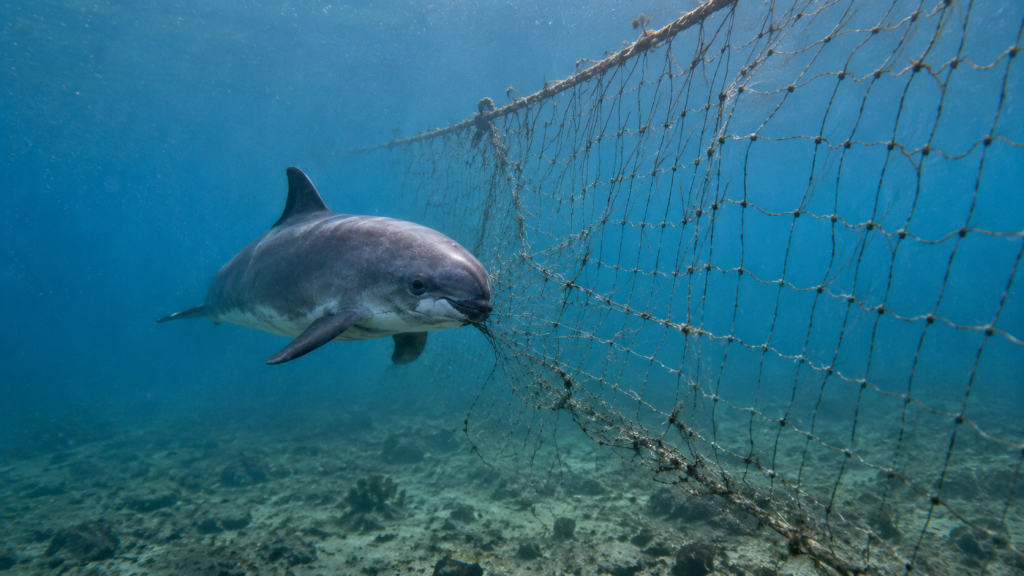 Representação de vaquita próxima a uma rede de emalhar no Golfo da Califórnia
