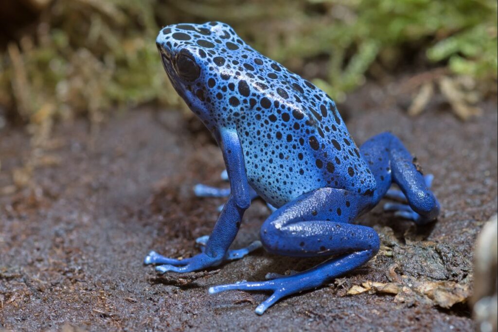 lápis azul