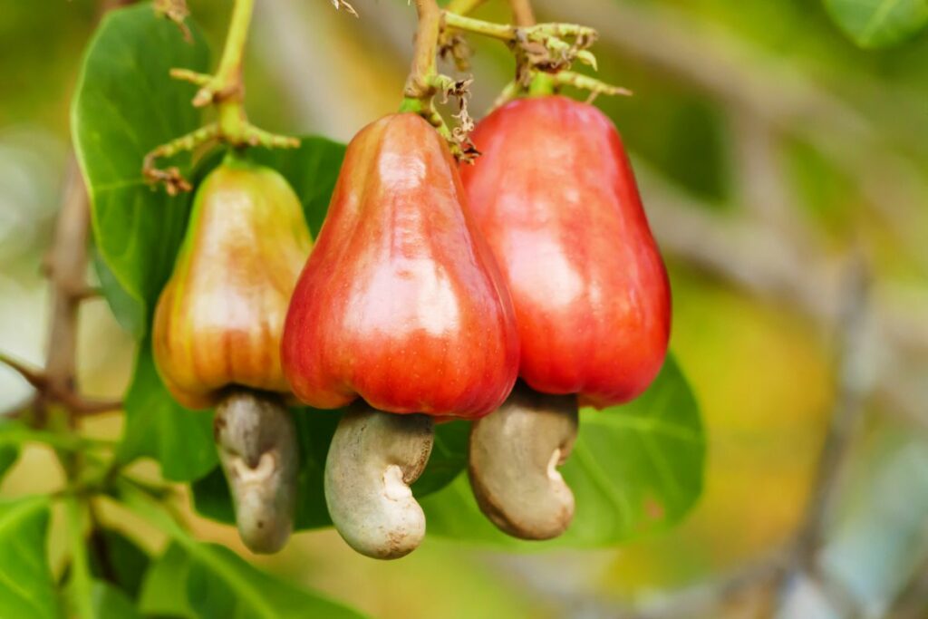 castanha de caju