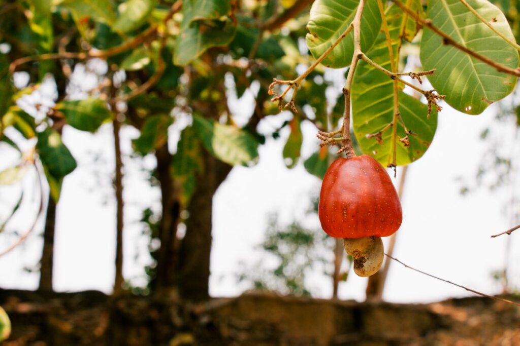 castanha de caju