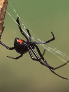 Aranha Viúva Negra