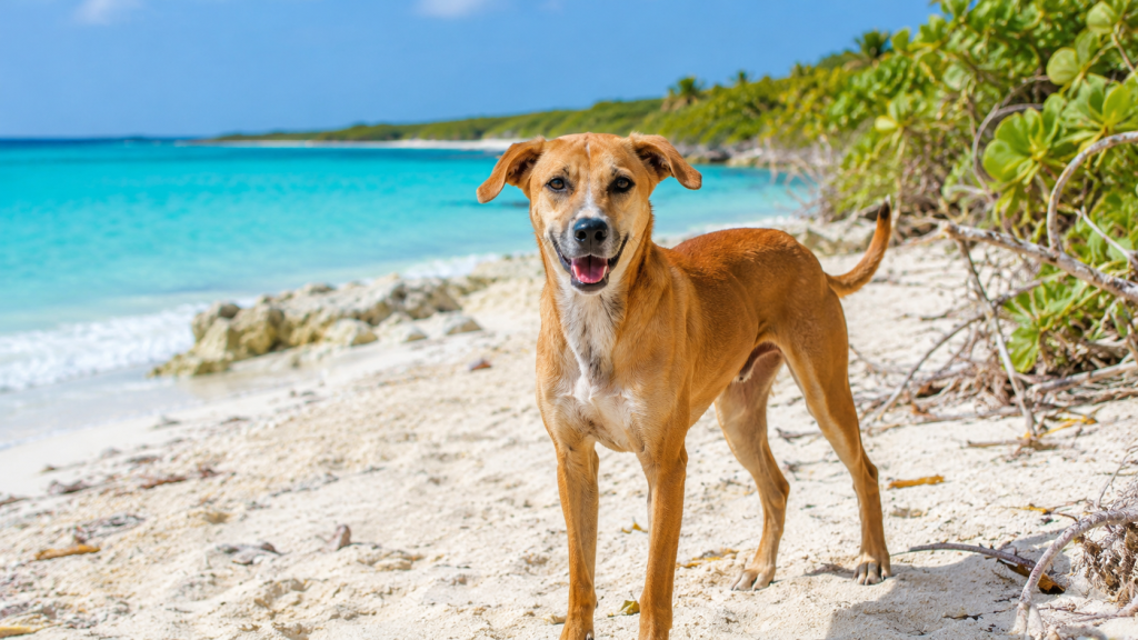 Cão Potcake de pelagem caramelo em praia tropical com mar azul ao fundo.
