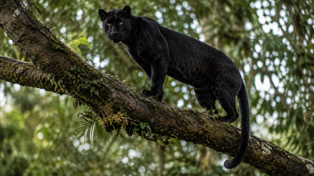 Leopardo melanístico sobre galho de árvore em floresta tropical