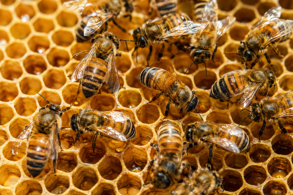 Grupo de abelhas-do-mel sobre colmeia com favos abertos, em fotografia macro de alta definição.