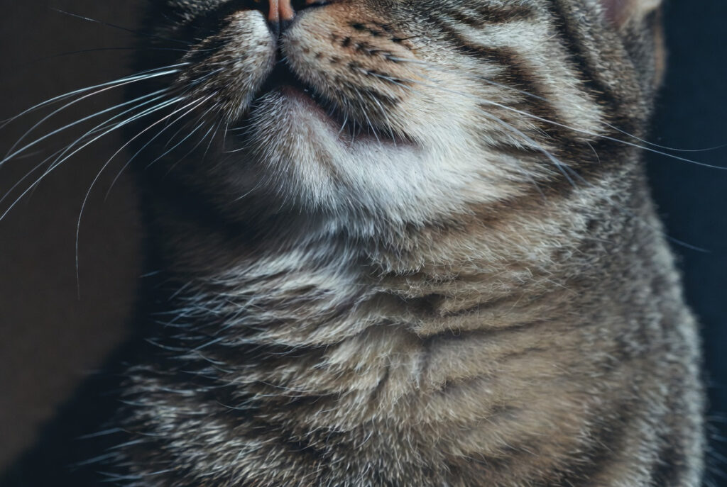 os gatos ronronam