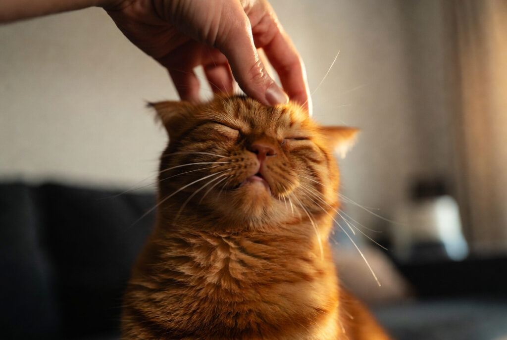 Por que os gatos ronronam