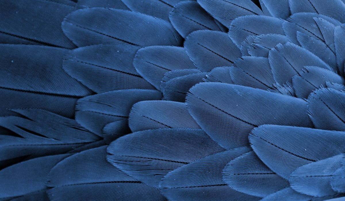 Cor Azul: A Cor mais Misteriosa Da Natureza