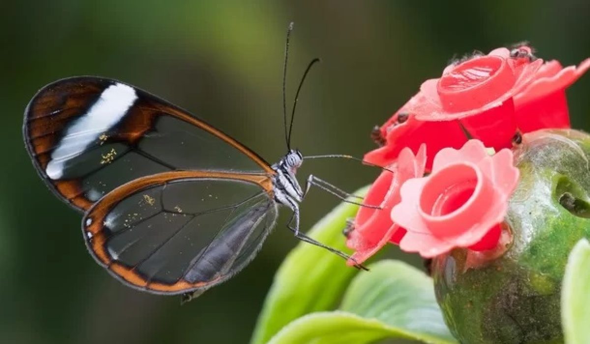 Borboleta Greta Oto