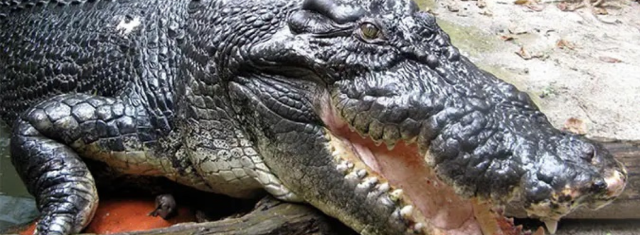 Crocodilo