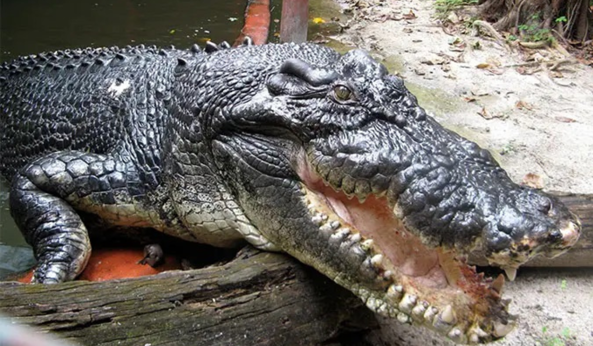 Crocodilo
