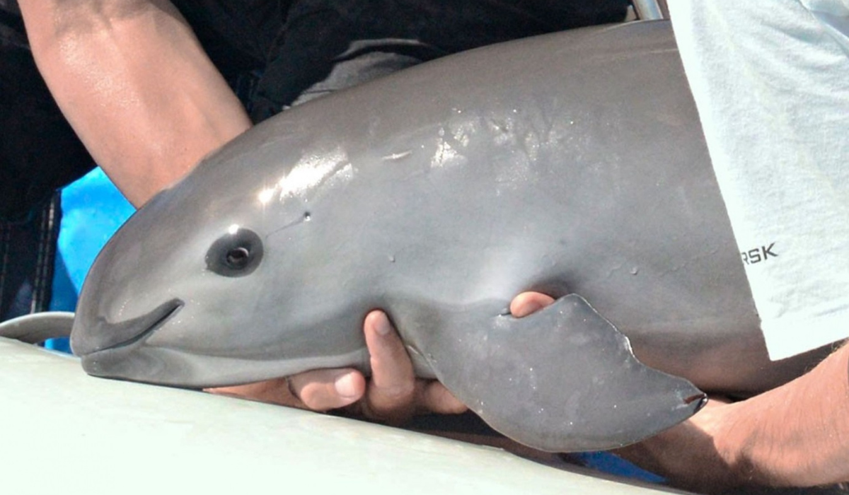 Vaquita